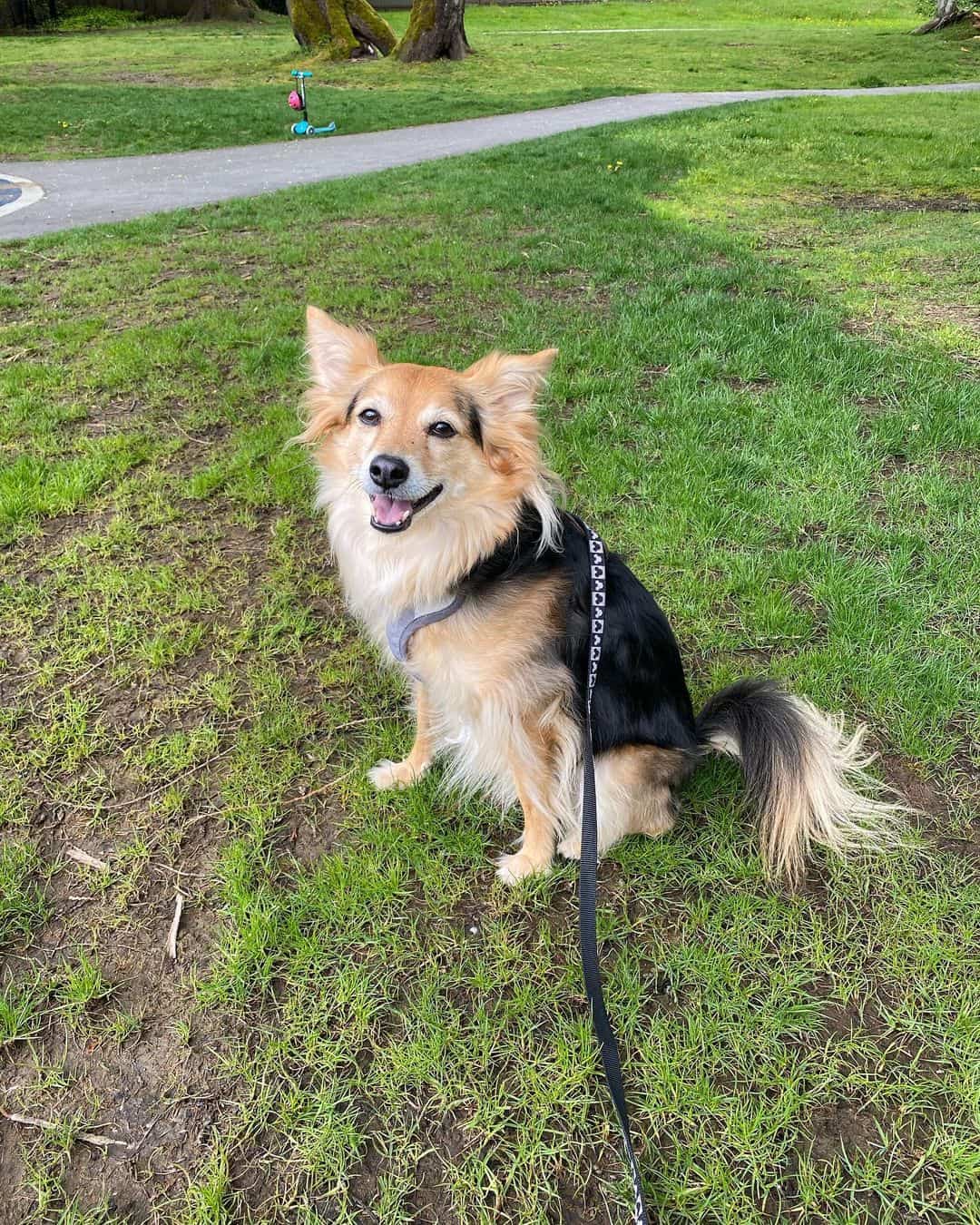 Australian Shepherd Chihuahua Mix sitting on grass