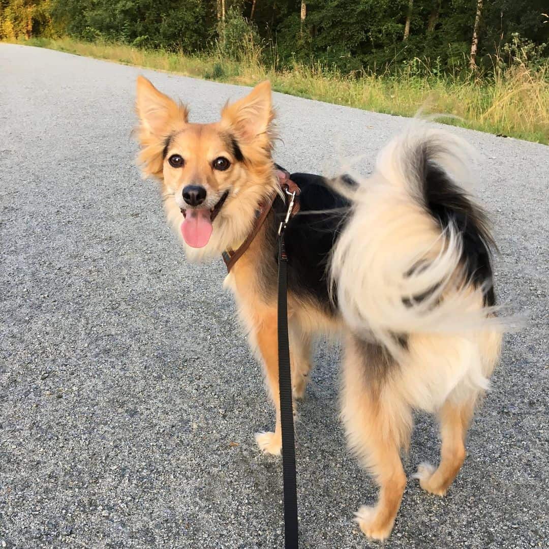 Australian Shepherd Chihuahua Mix walking on street