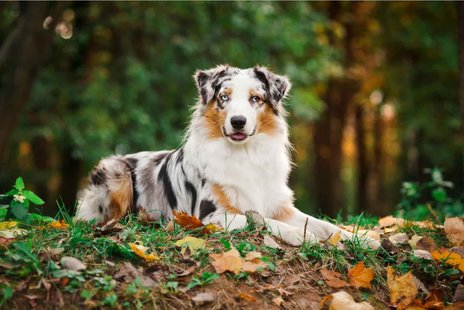 Australian Shepherd Colors: How Many Shades Are There?