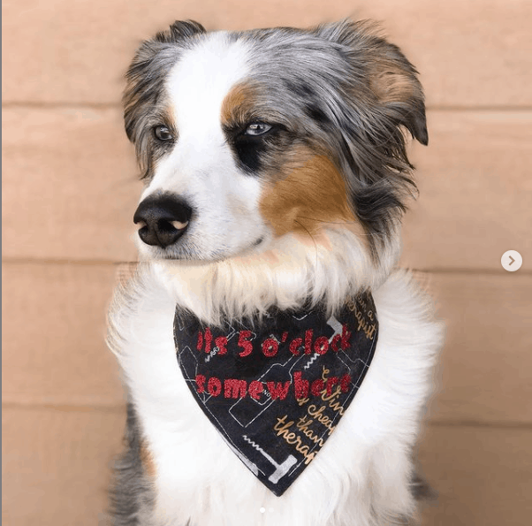 Australian Shepherd Corgi Mix posing