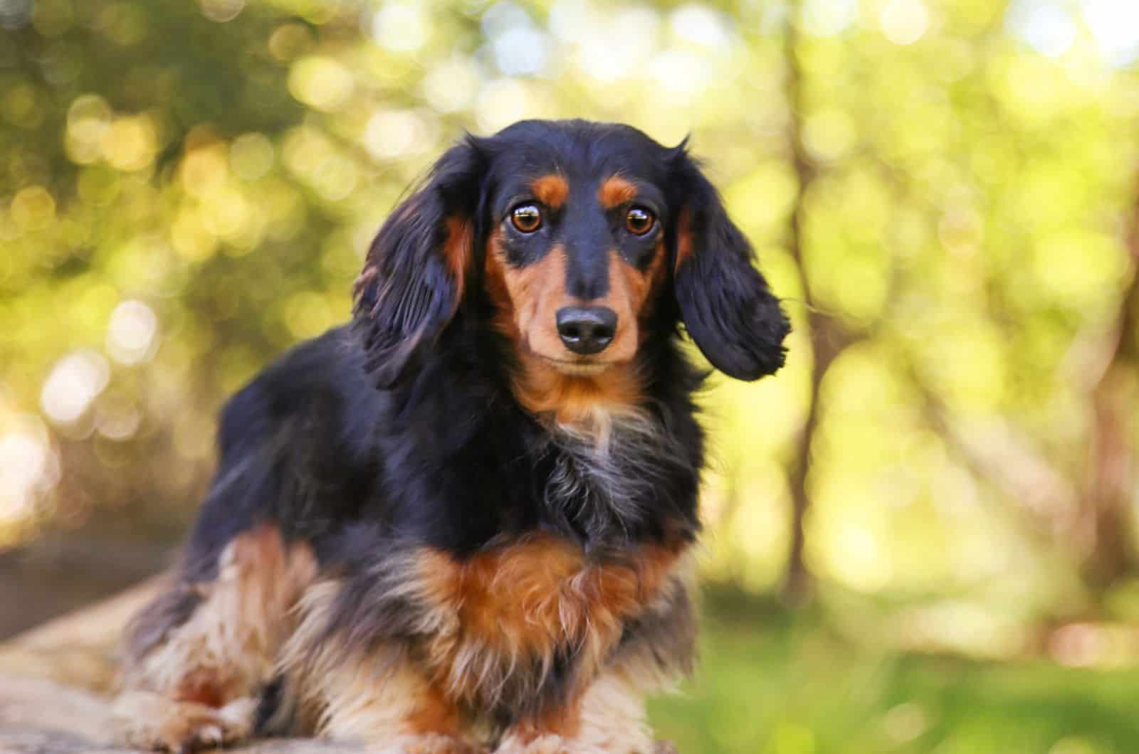 Australian Shepherd Dachshund mix dog sitting outside