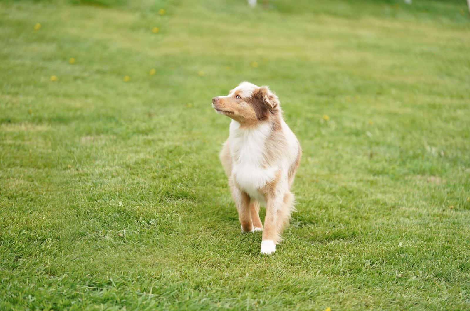 Australian Shepherd Dachshund mix dog walking outside