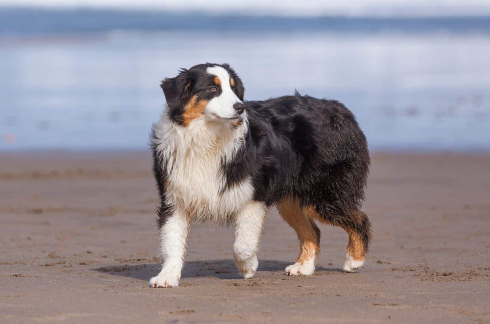 australian shepherd dog walking on the beach