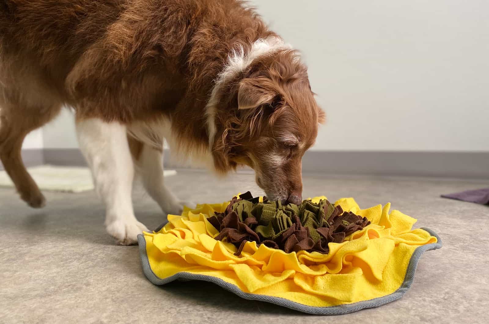 Australian Shepherd eating from bowl