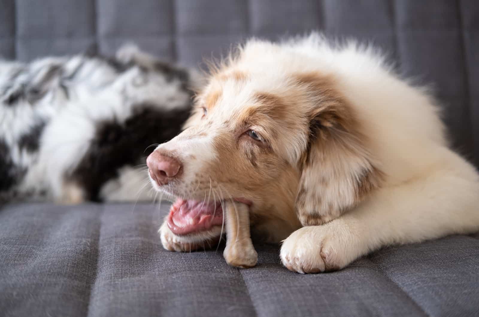 Australian Shepherd eating treat on sofa