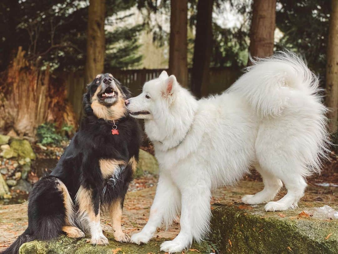 Australian Shepherd Golden Retriever Mix and golden retriever mix are playing