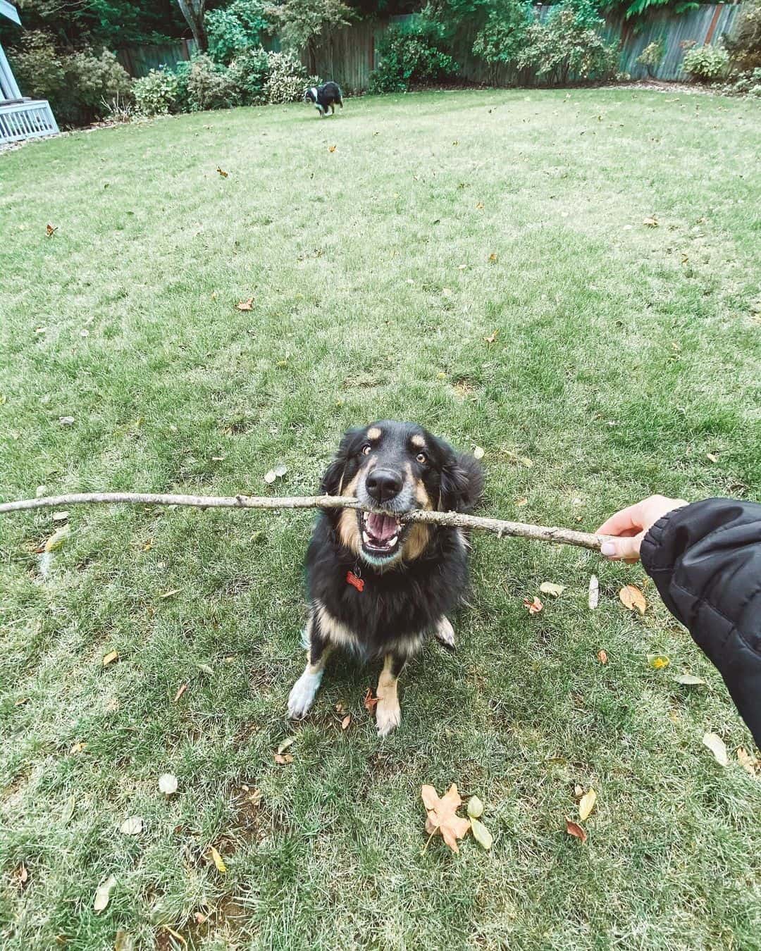 Australian Shepherd Golden Retriever Mix holds a branch in its mouth