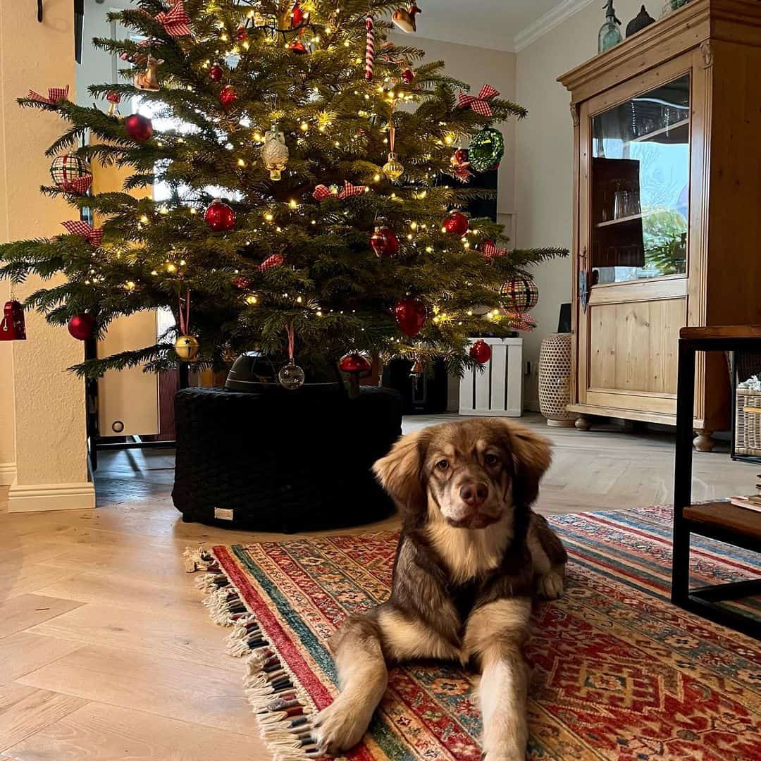 Australian Shepherd Golden Retriever Mix lying on the floor