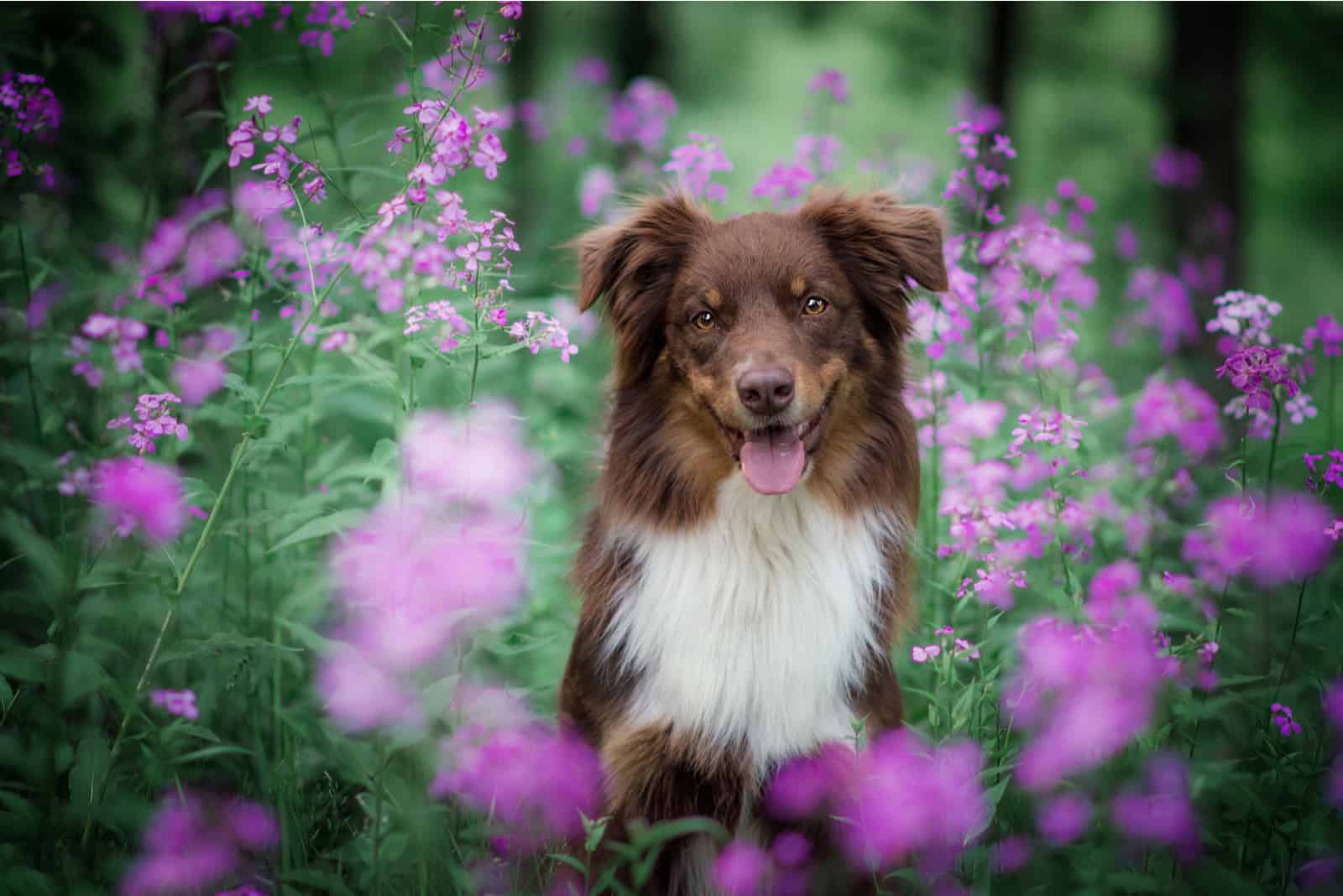 Australian shepherd in pink flowers