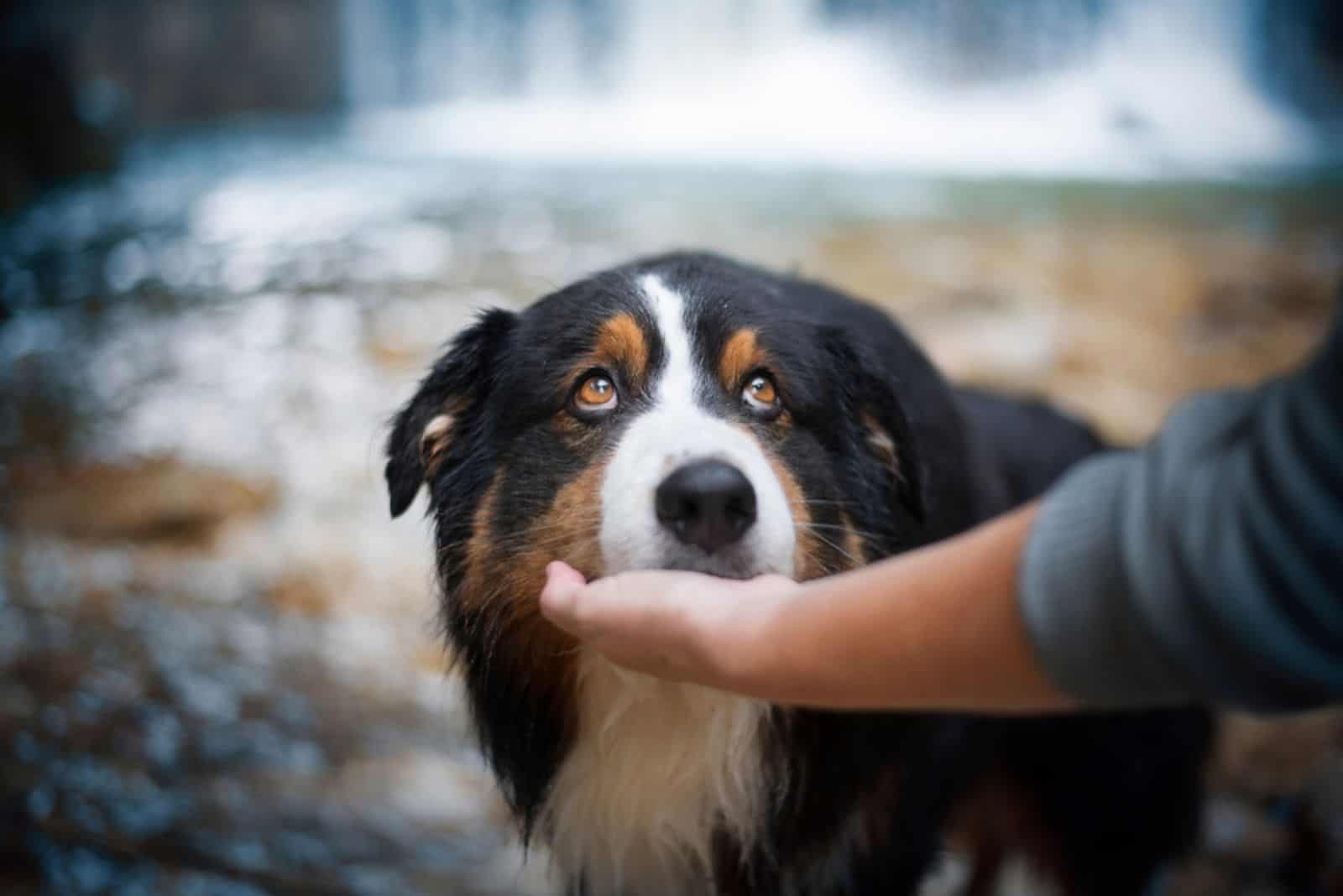 Australian shepherd is lying his head in his owners hands