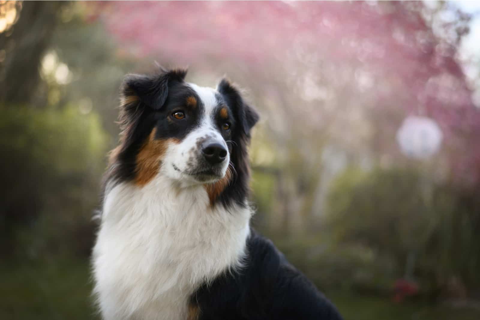 Australian Shepherd looking away