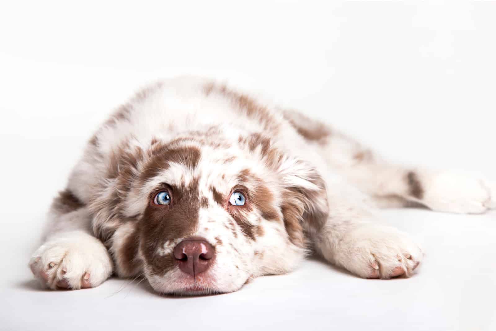 Australian Shepherd lying on floor