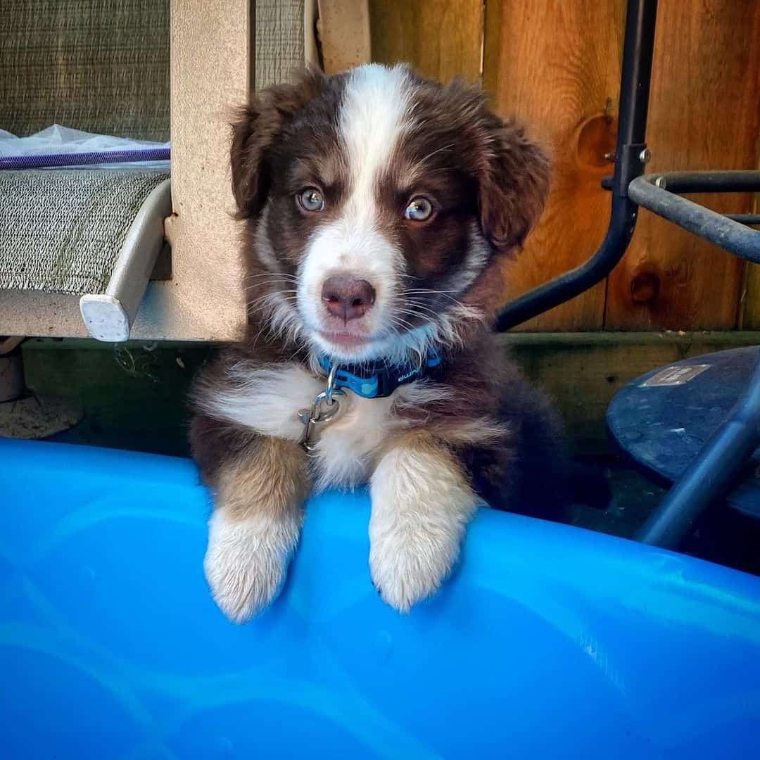 Australian Shepherd outside