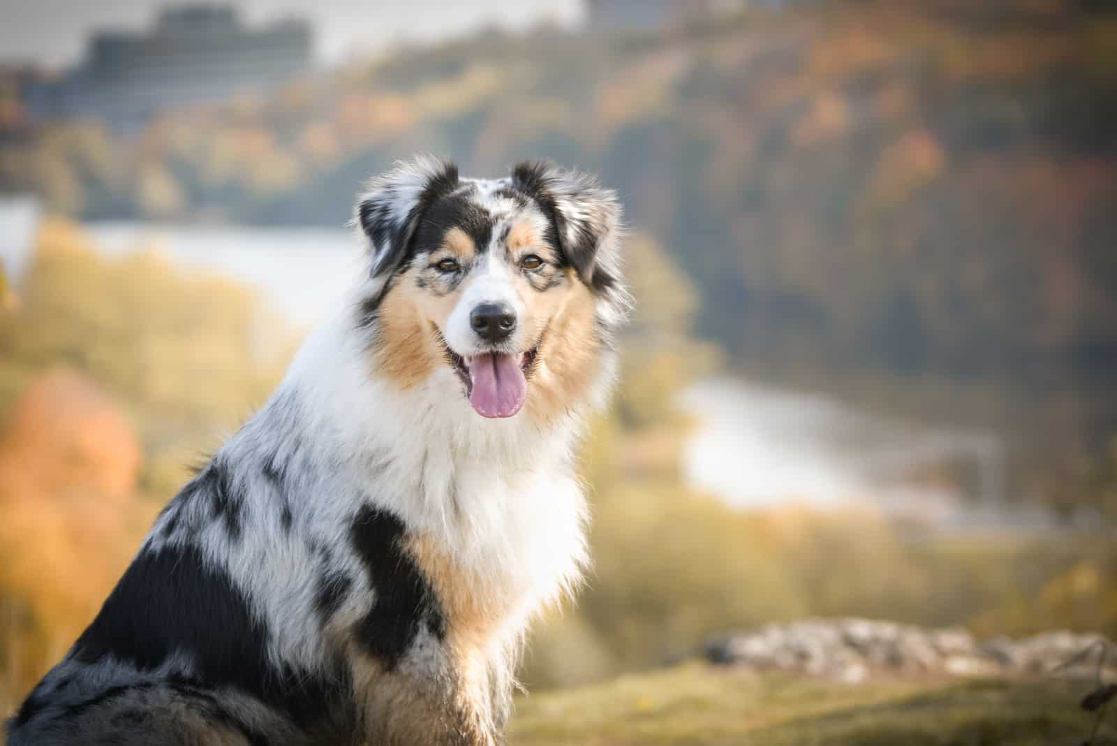 australian shepherd photographed in nature