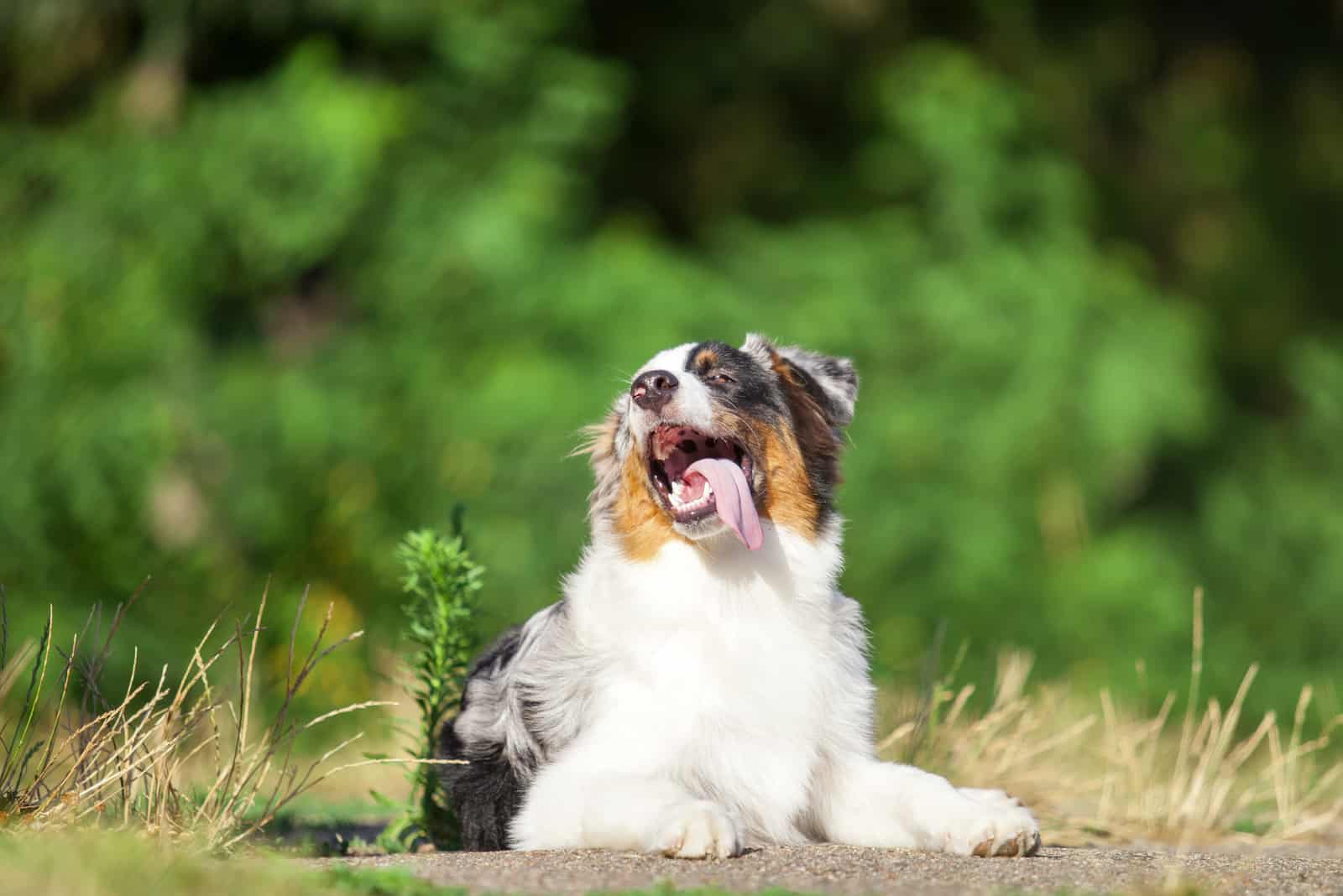 Australian Shepherd playing