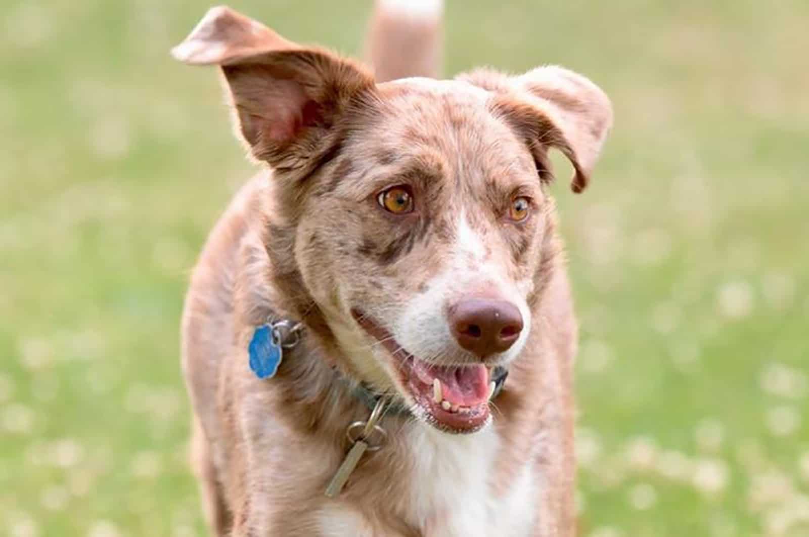 australian shepherd pointer