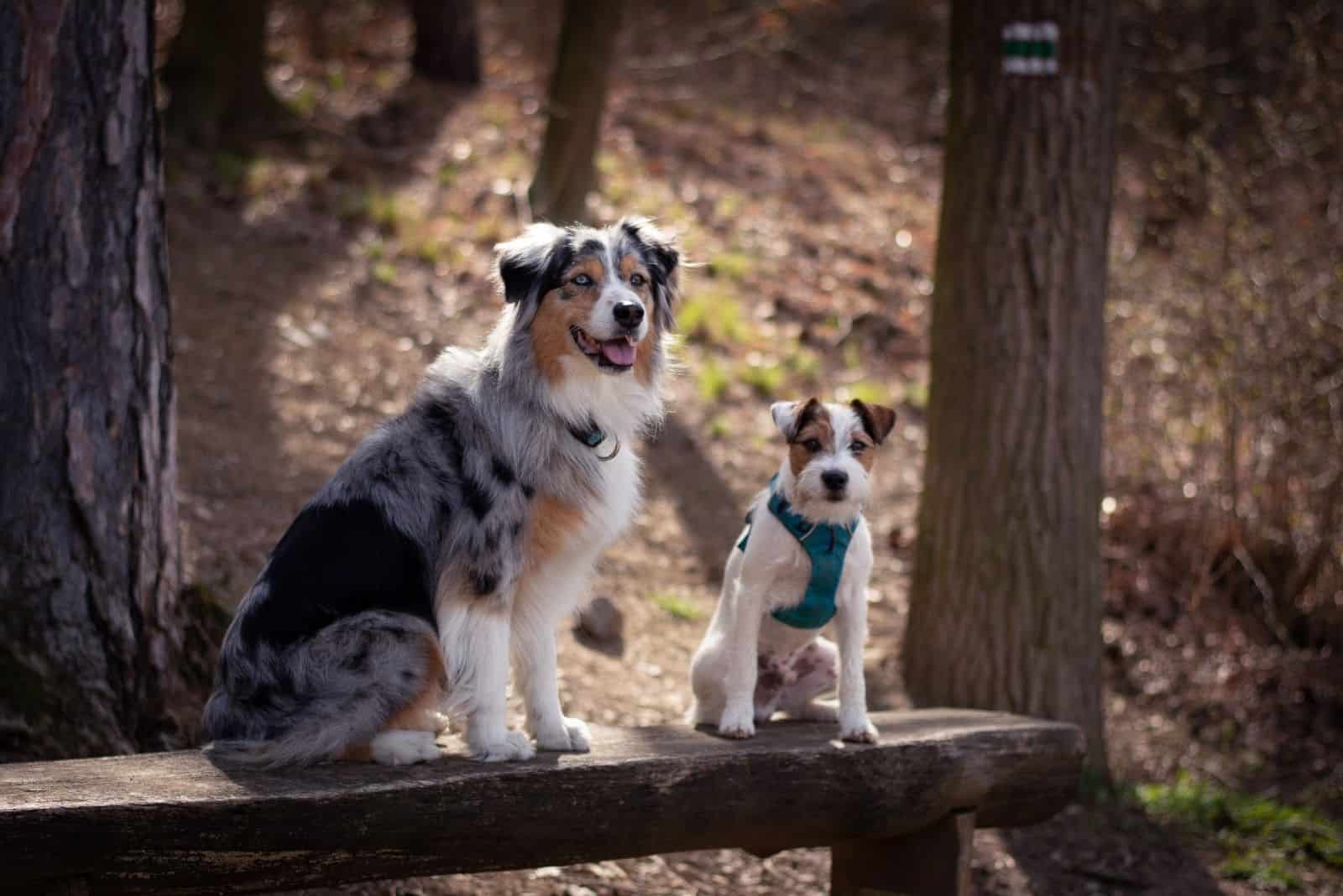 australian shepherd portrait standing beside a jack russel terrier standing in slab of wood in the forest