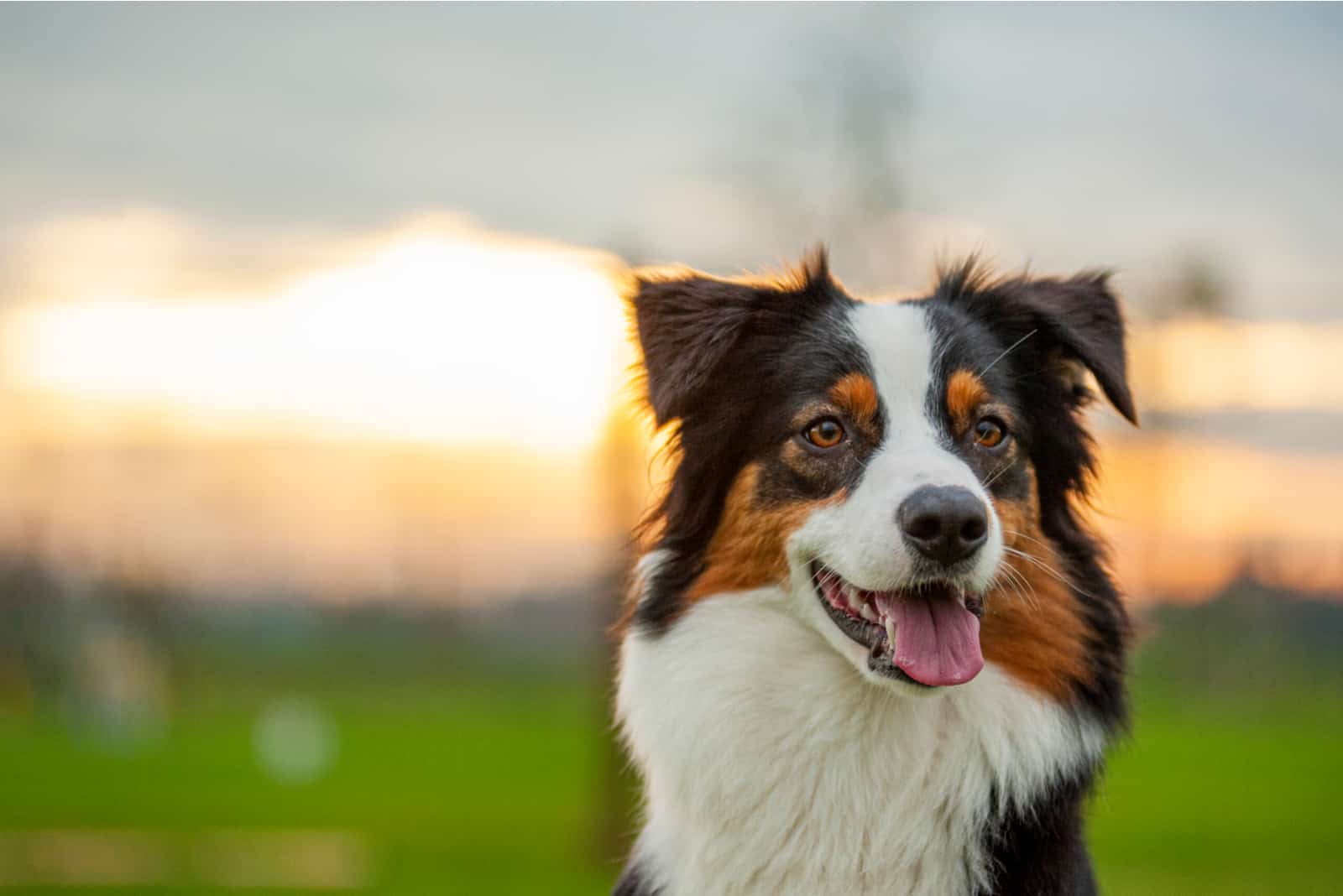 Australian Shepherd posing for camera