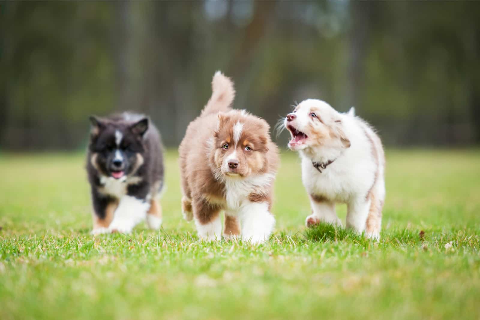 Australian Shepherd puppies play in the meadow