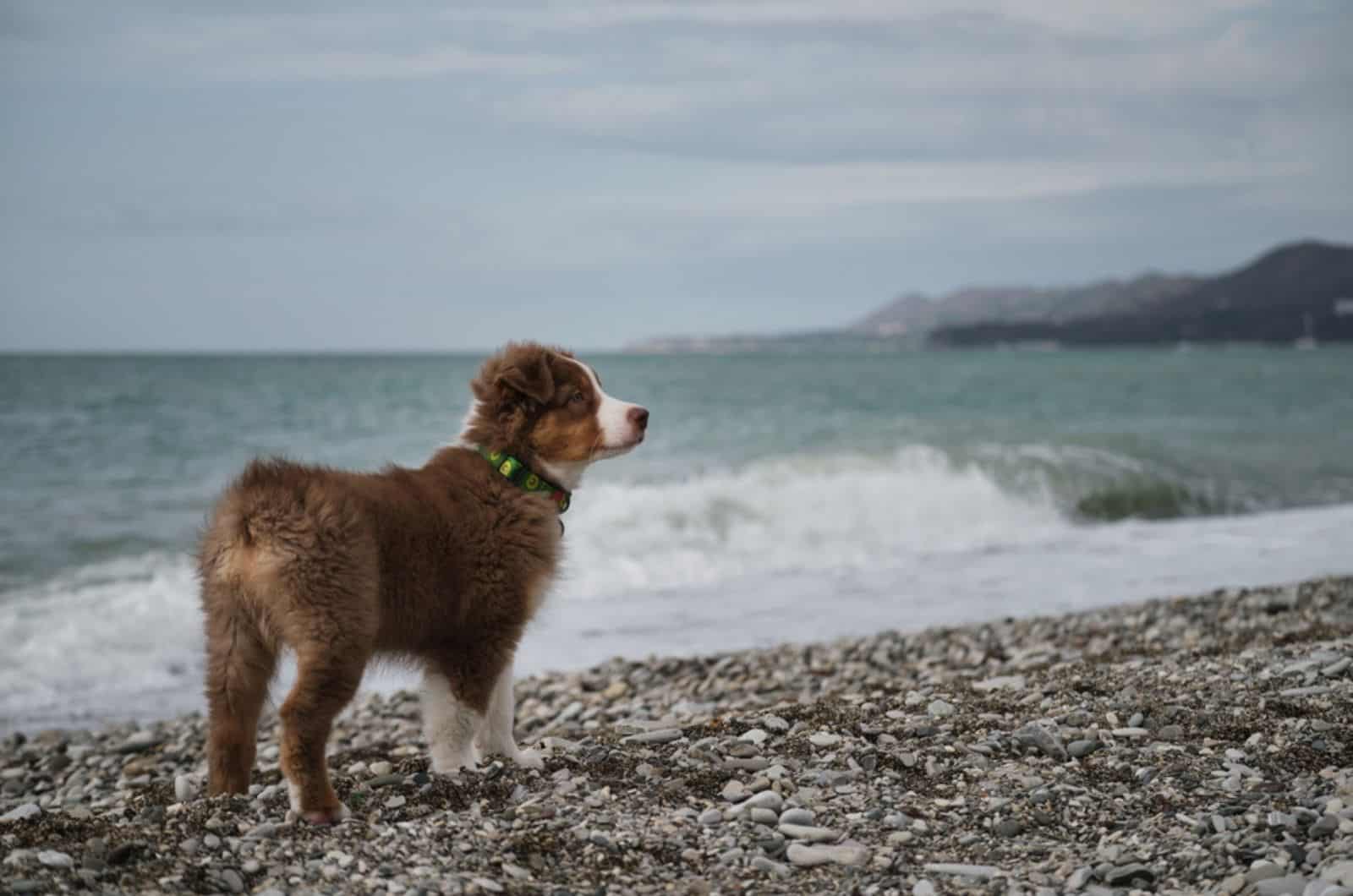 australian shepherd puppy with docked tail