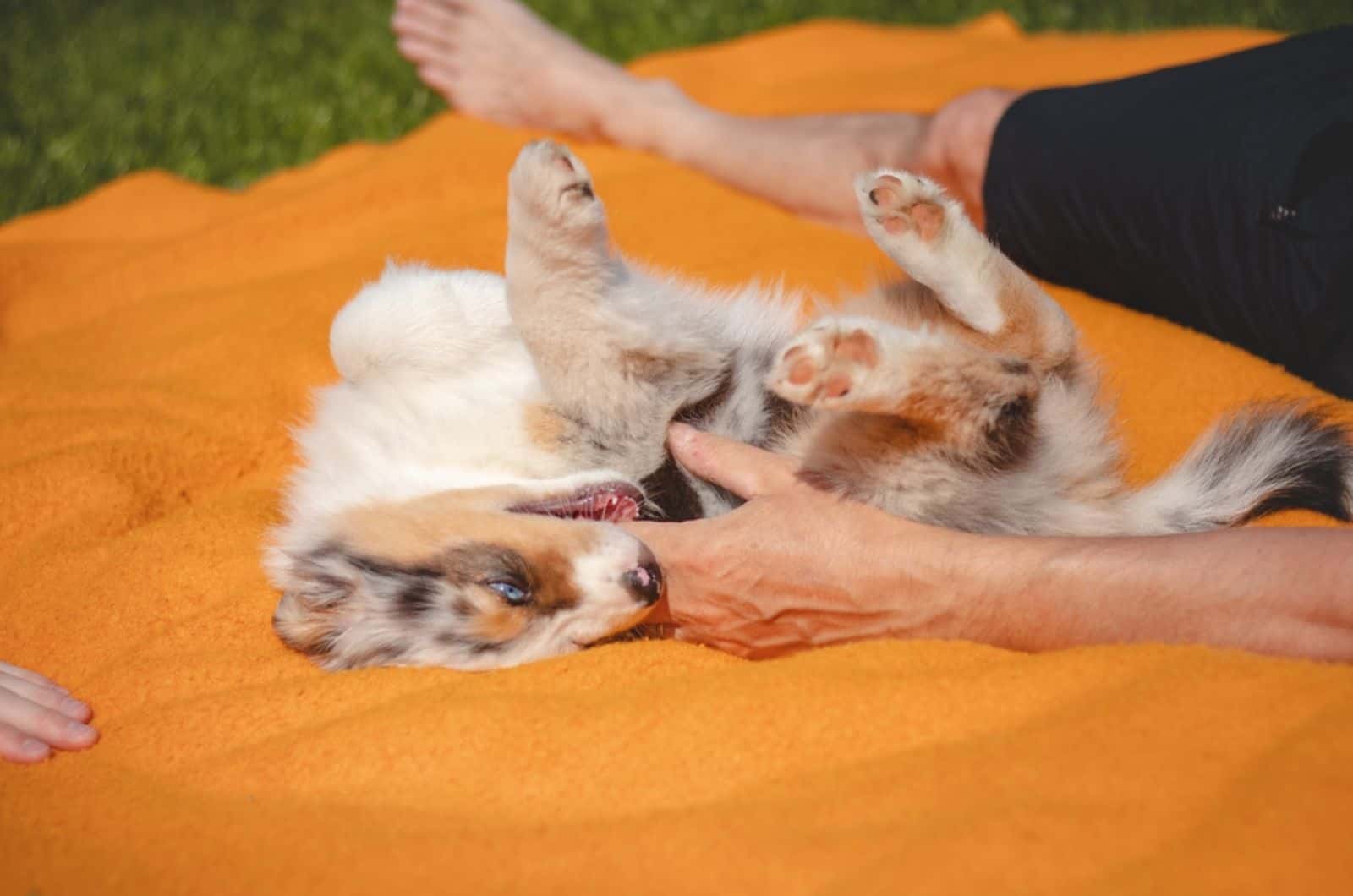 australian shepherd puppy bites his owner