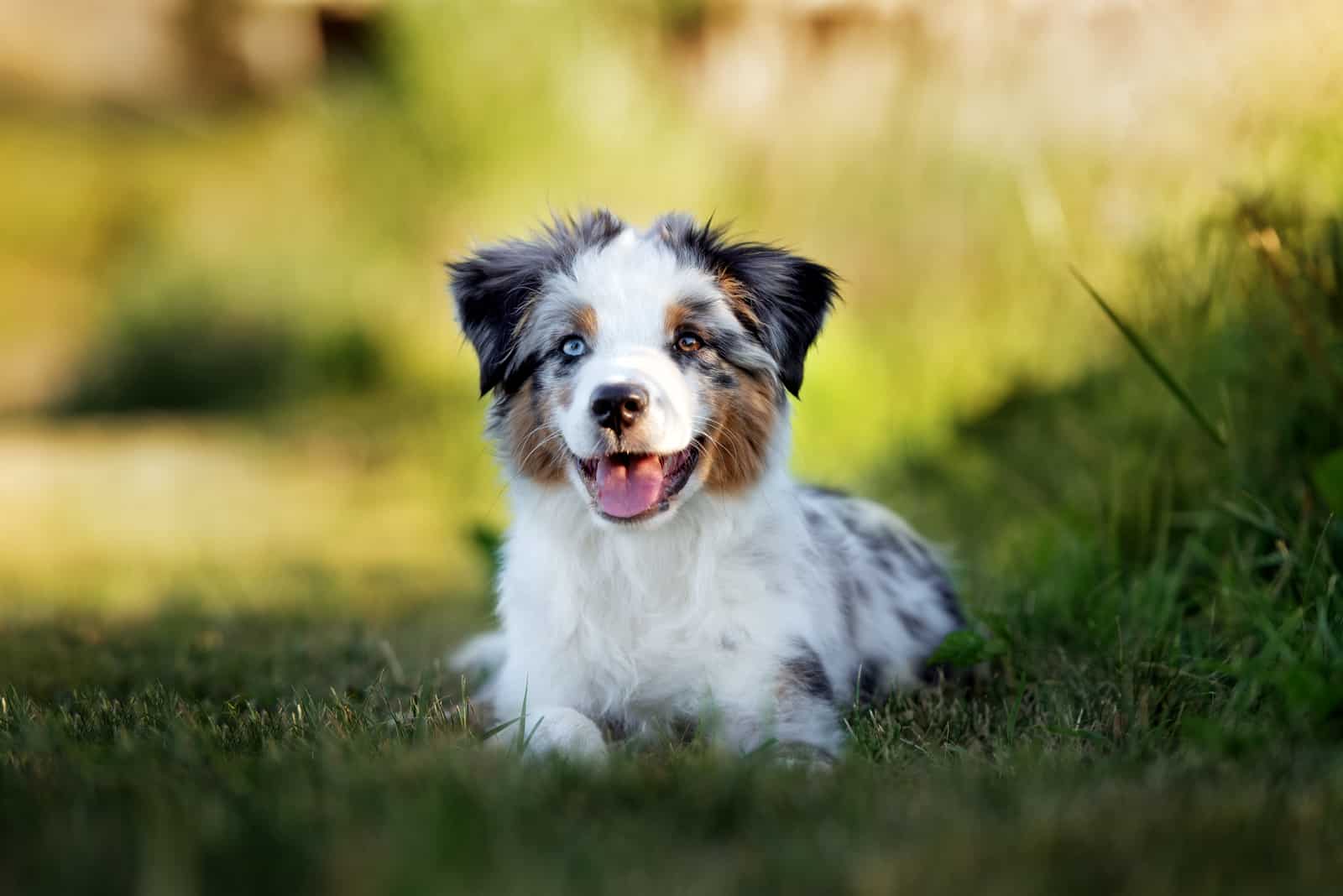 Australian Shepherd puppy sitting on grass