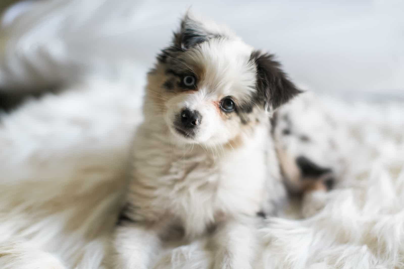 australian shepherd puppy