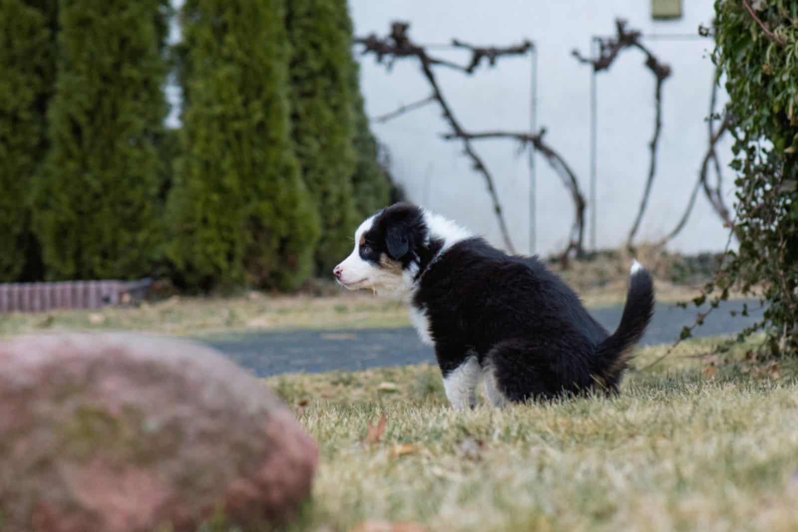 Australian Shepherd purebred dog on meadow in autumn