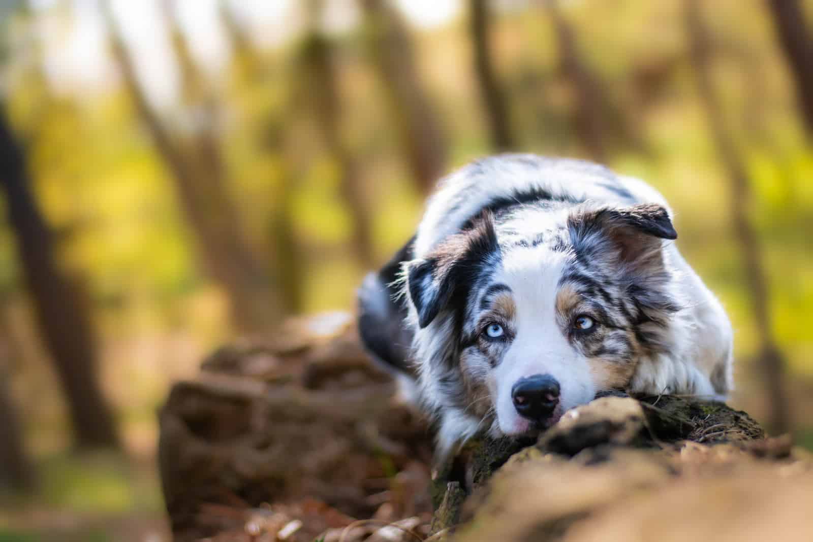 australian shepherd resting on a tree