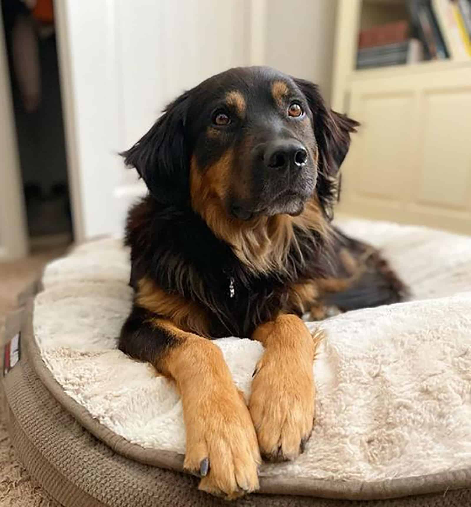 australian shepherd rottweiler dog lying in his bed indoors