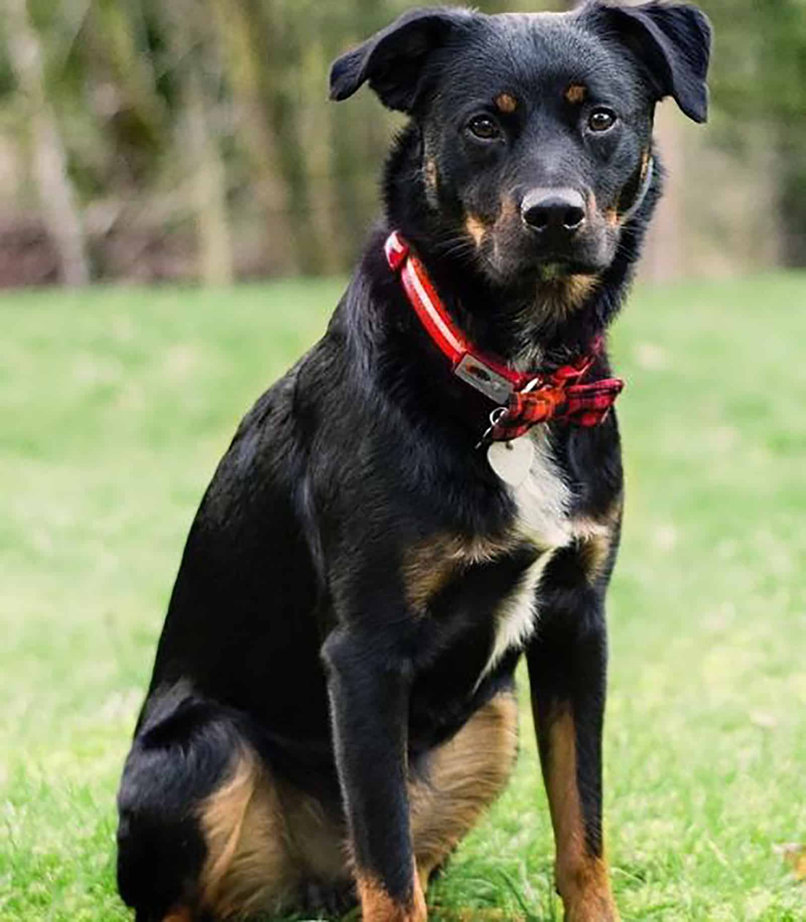 australian shepherd rottweiler dog sitting on the grass in the park