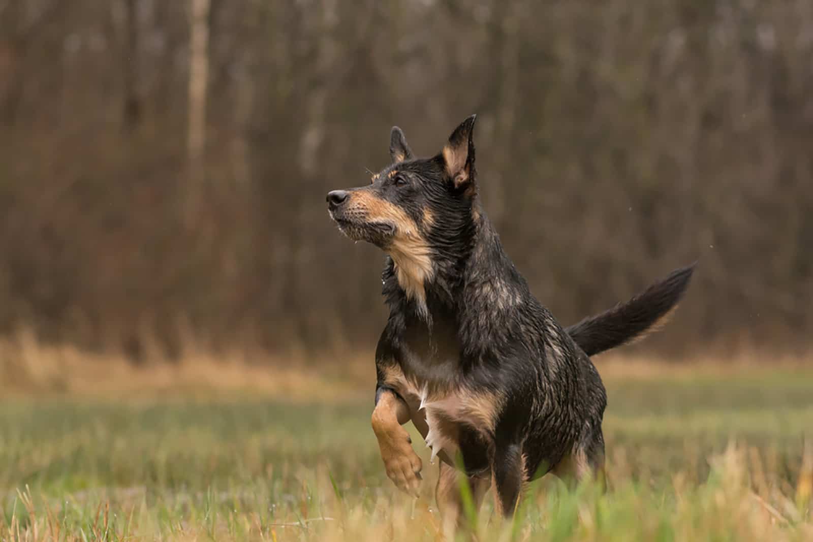 Australian Shepherd Rottweiler Mix: Beauty And Brawn