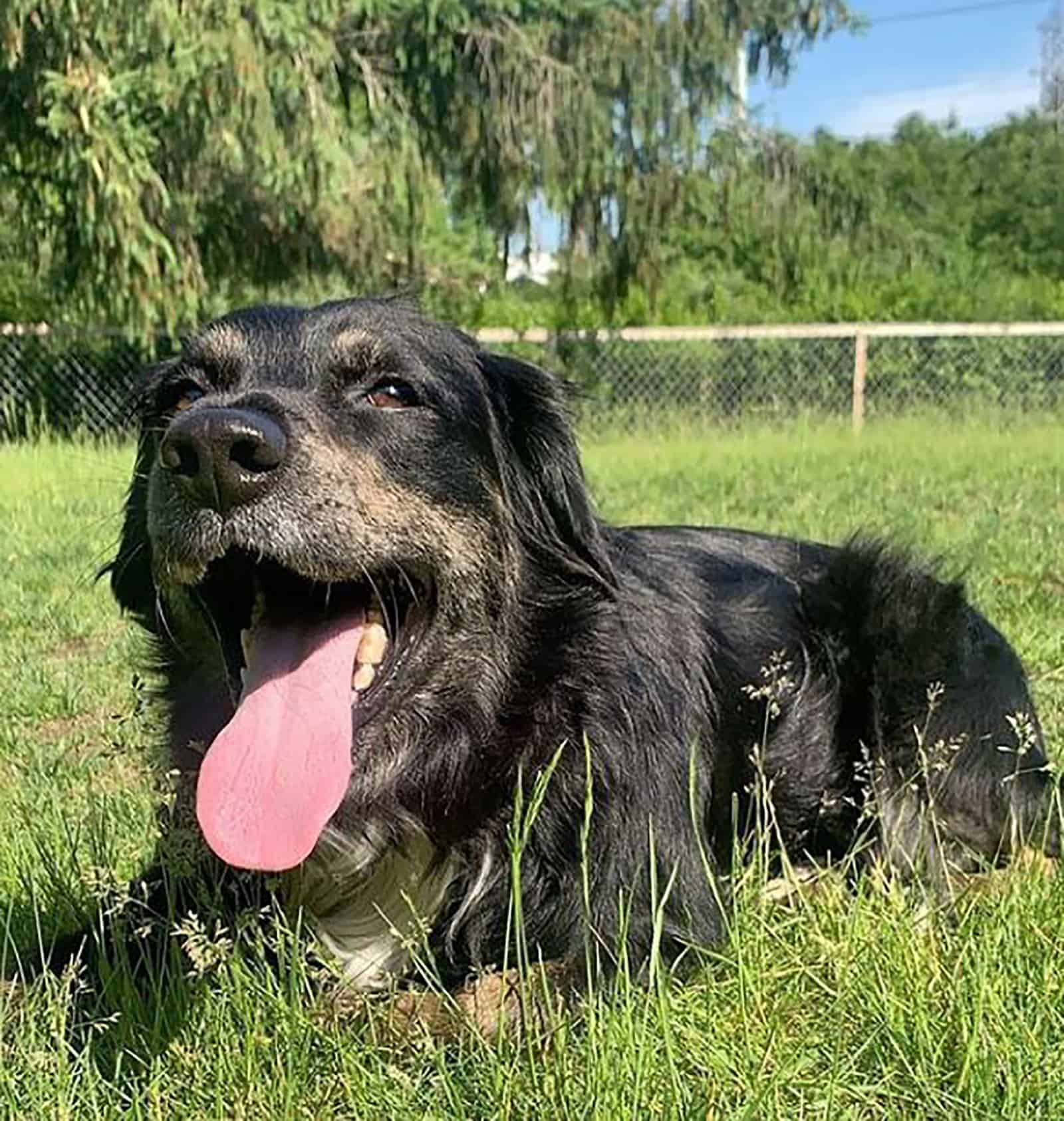 australian shepherd rottweiler mix dog lying in the grass in the park