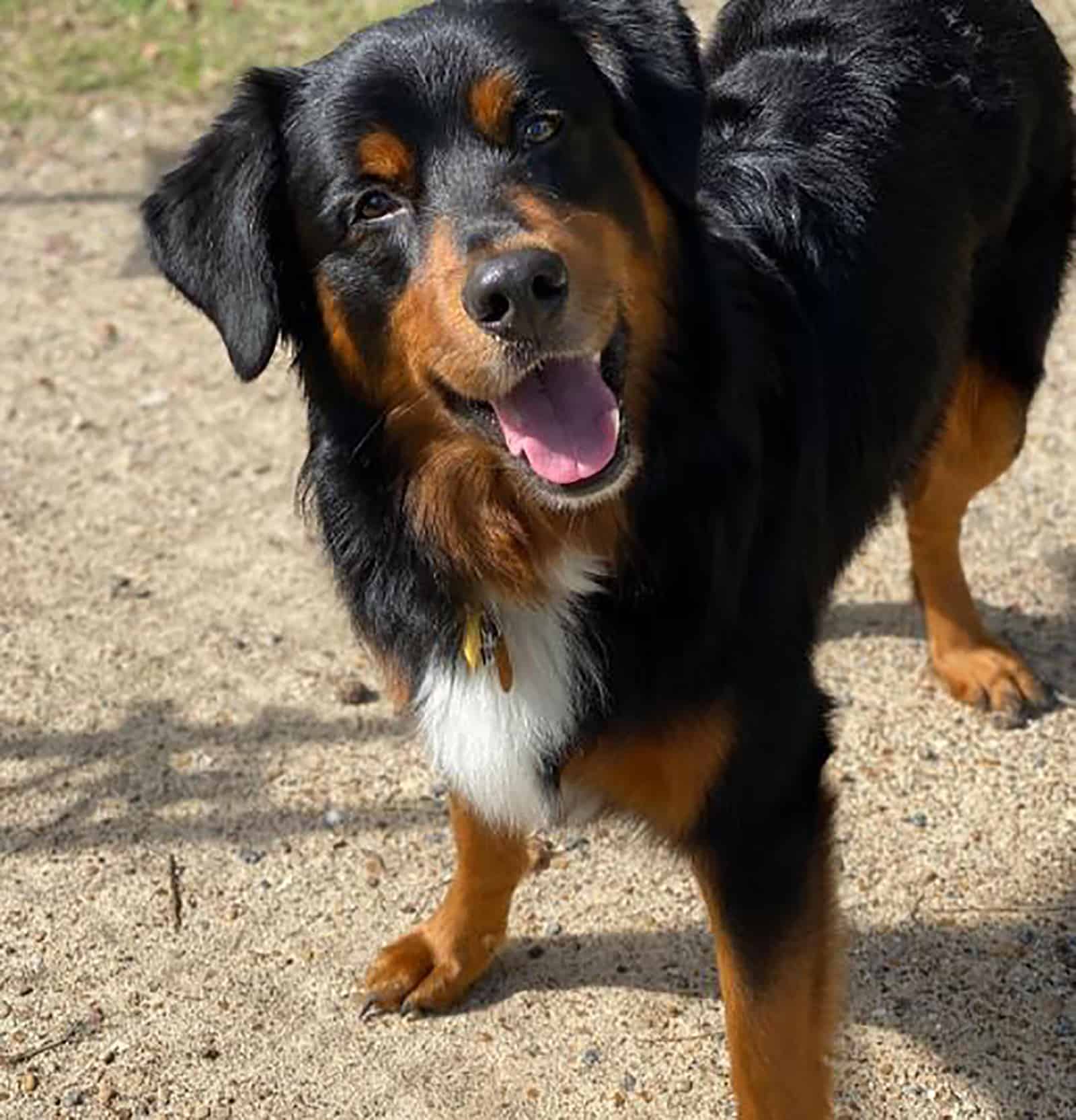 australian shepherd rottweiler mix dog standing outdoors