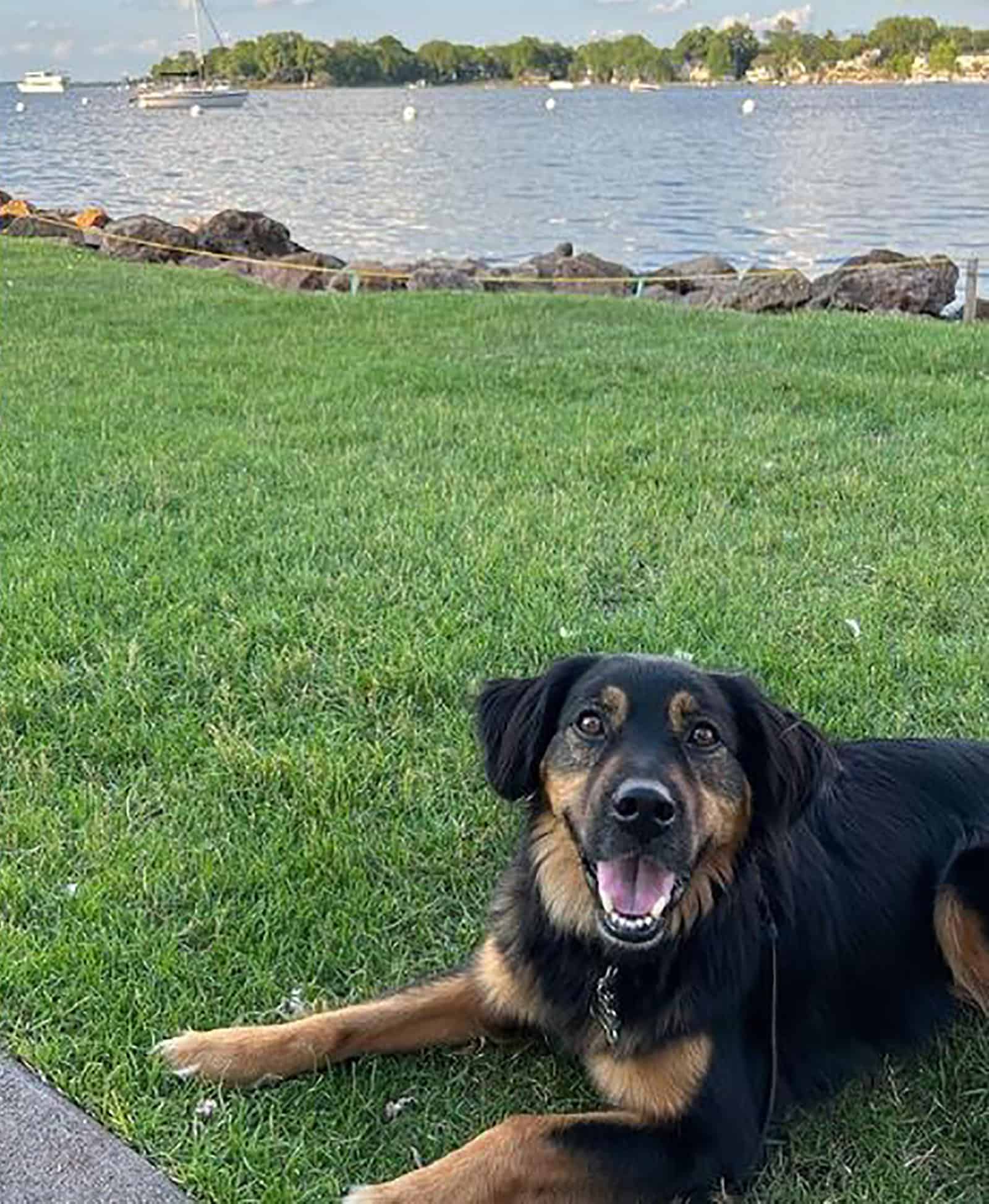 australian shepherd rottweiler sitting on the grass beside a lake