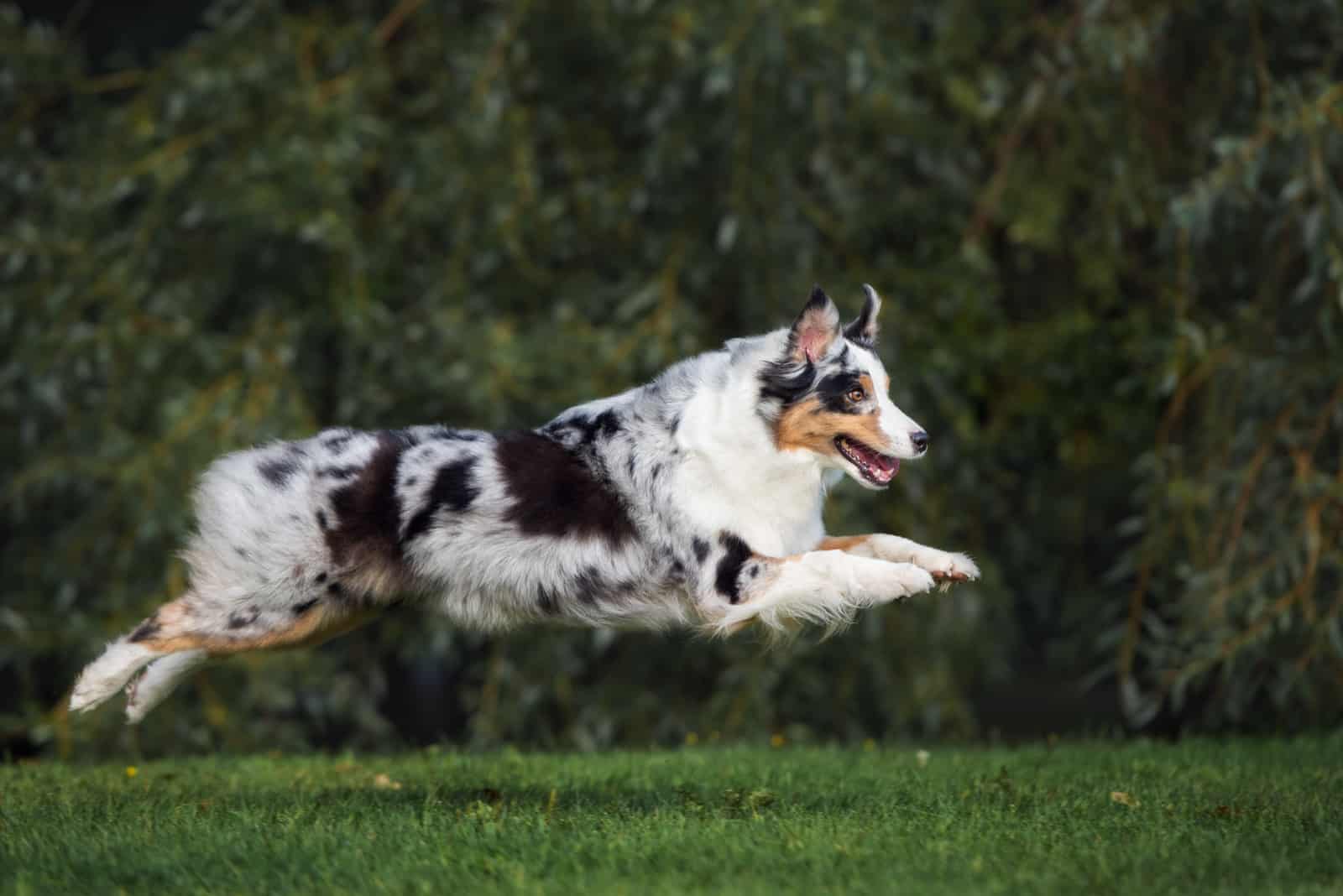 Australian Shepherd running on grass