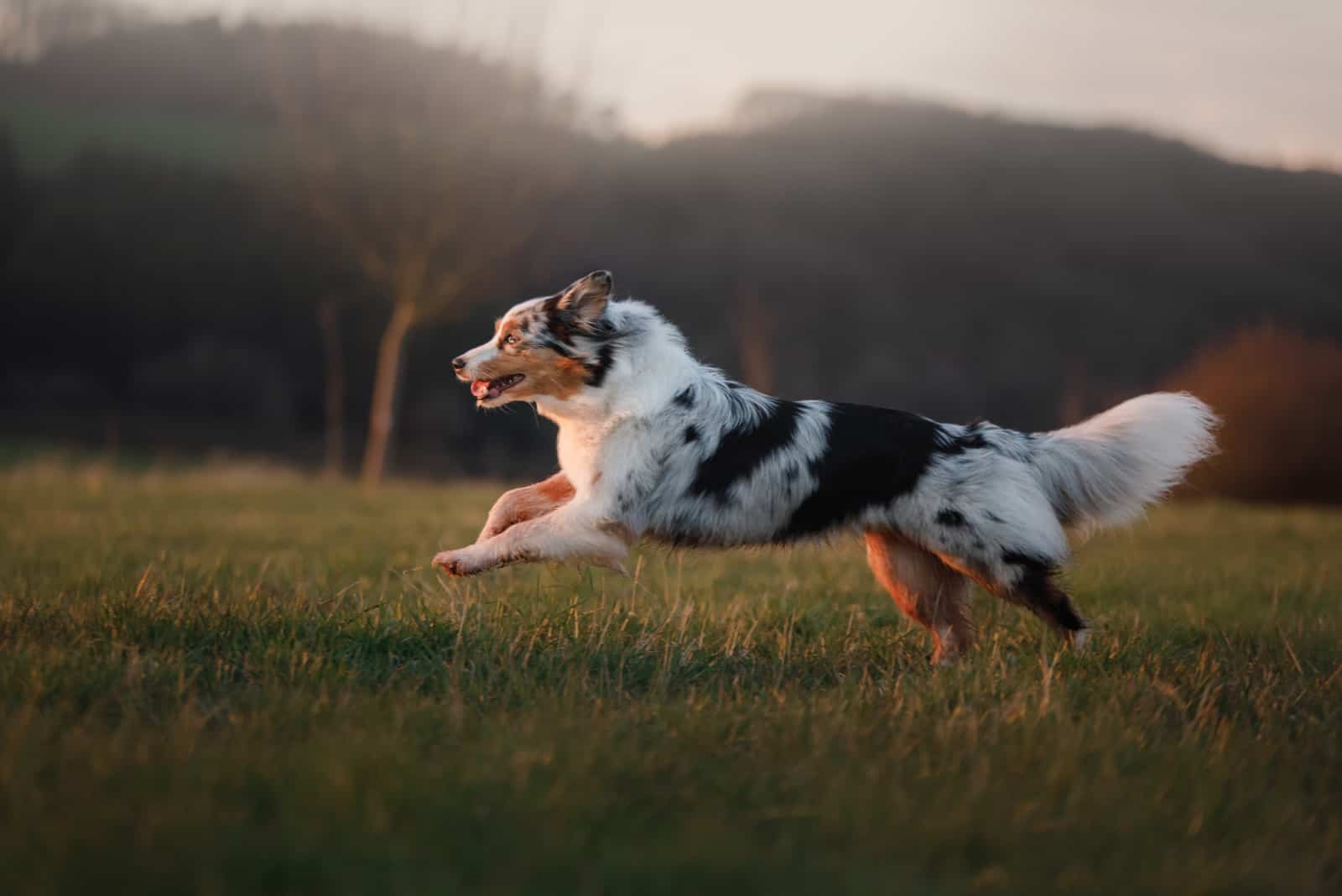 Australian Shepherd running on grass