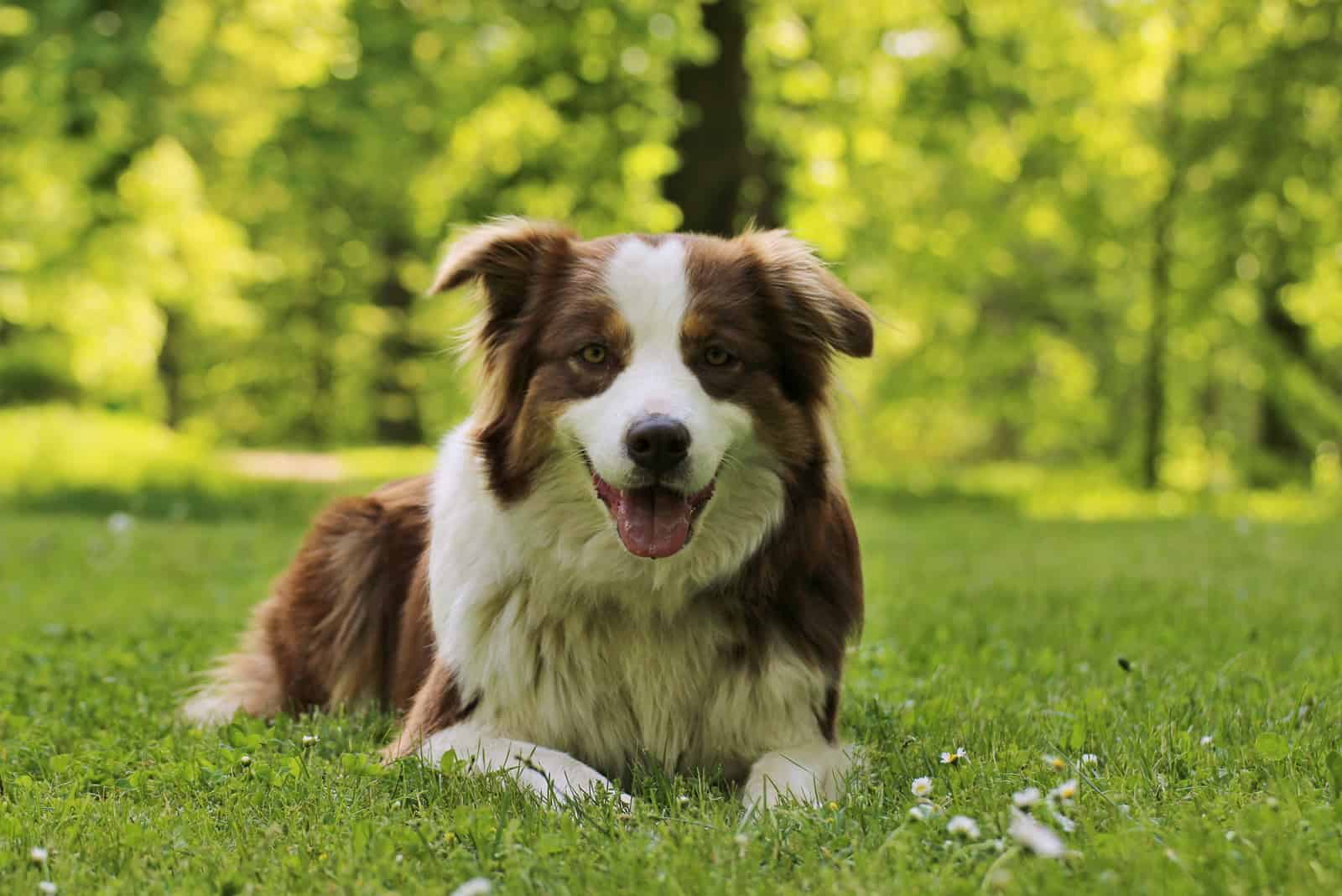 Australian Shepherd sitting on grass