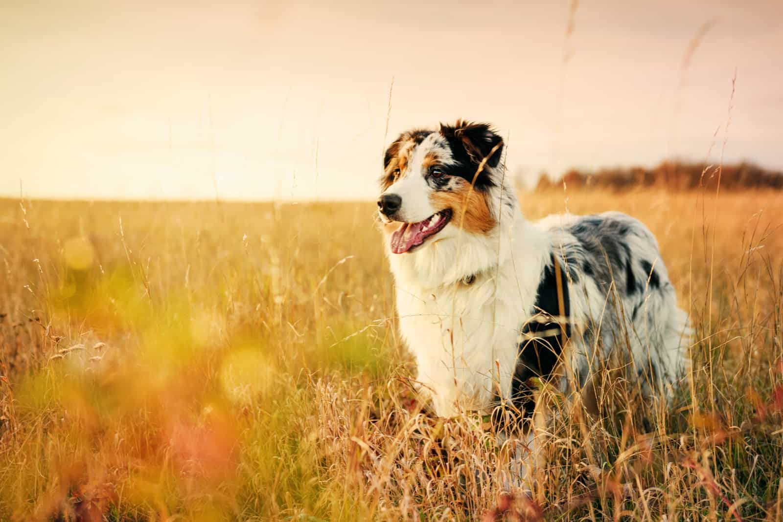 Australian Shepherd standing in a field