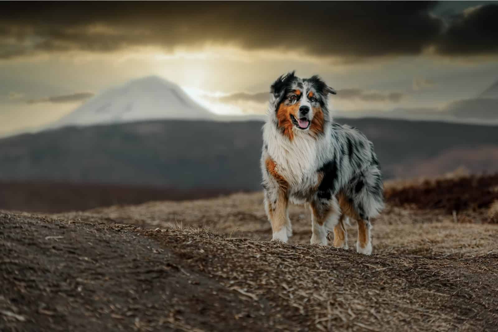 Australian Shepherd standing in nature