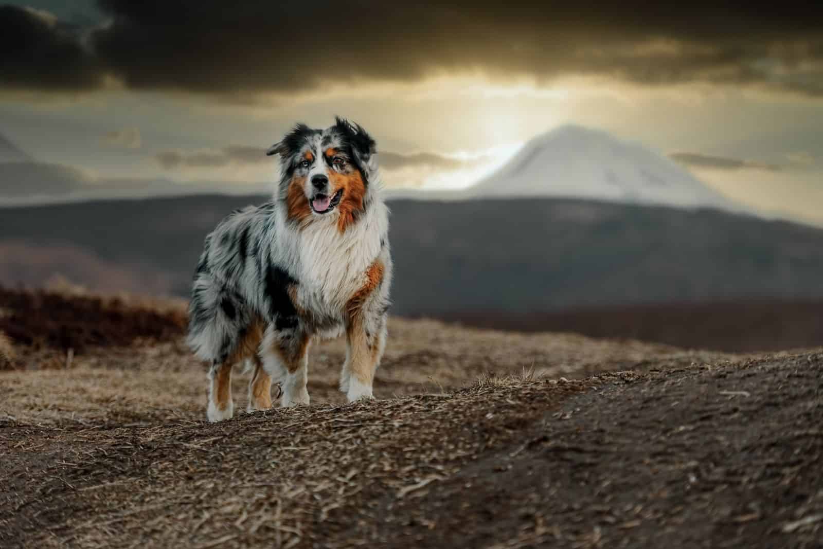 australian shepherd dog on the background of the sunset in autumn