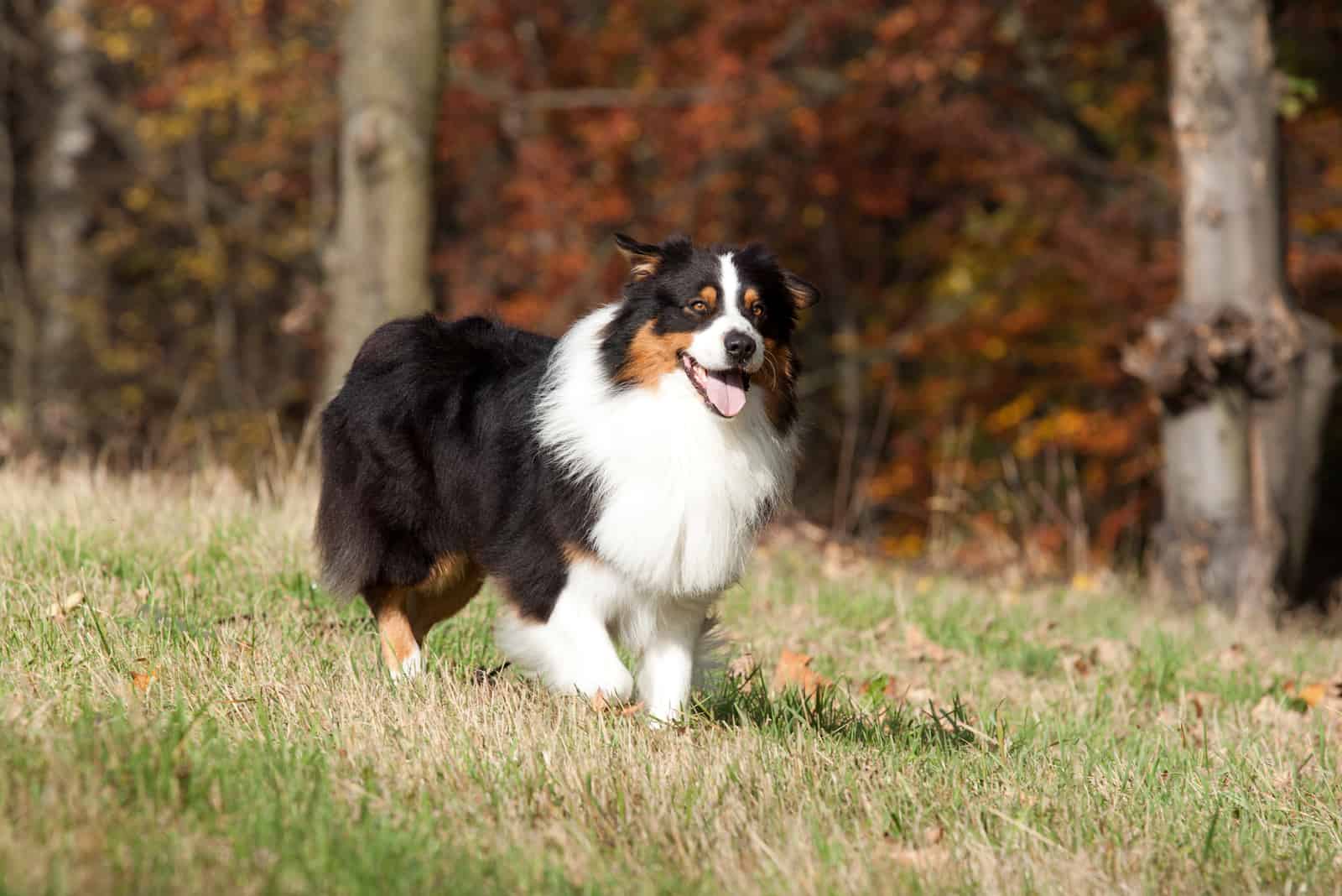 Australian Shepherd walking outside