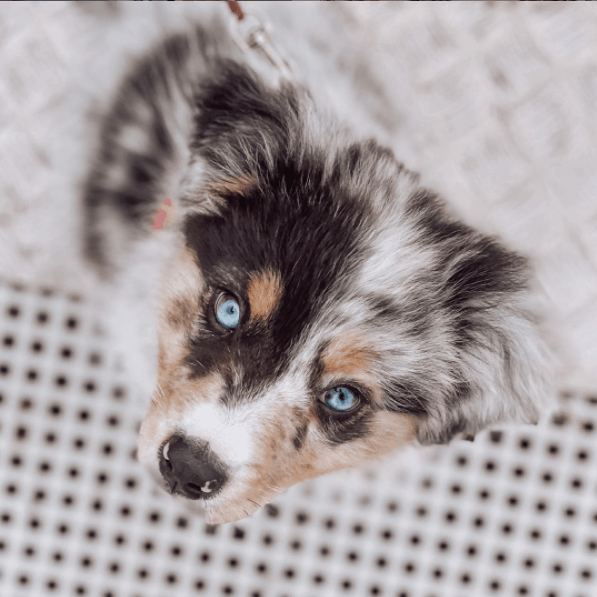 Australian Shepherd with blue eyes