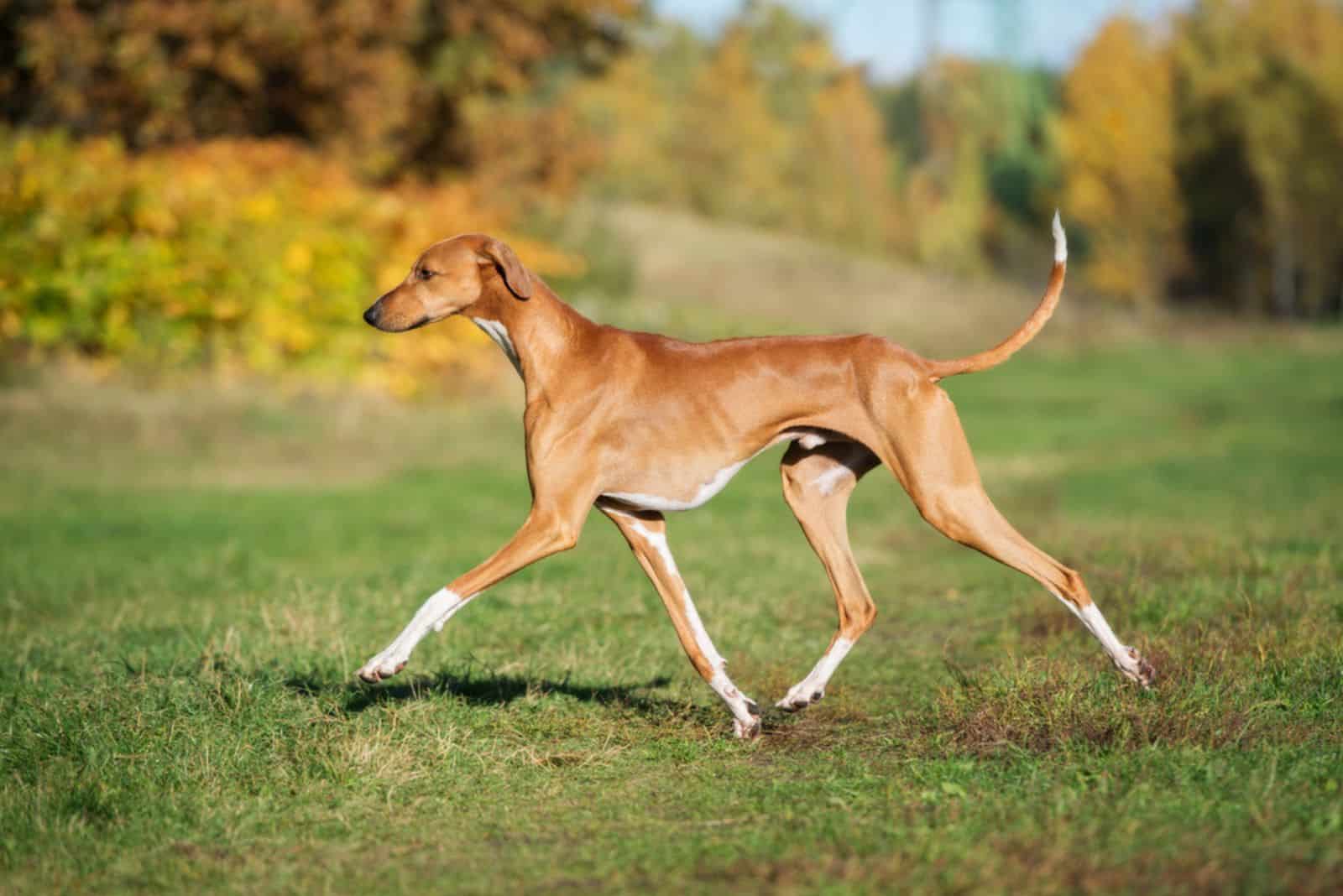 Azawakh dog standing outdoor