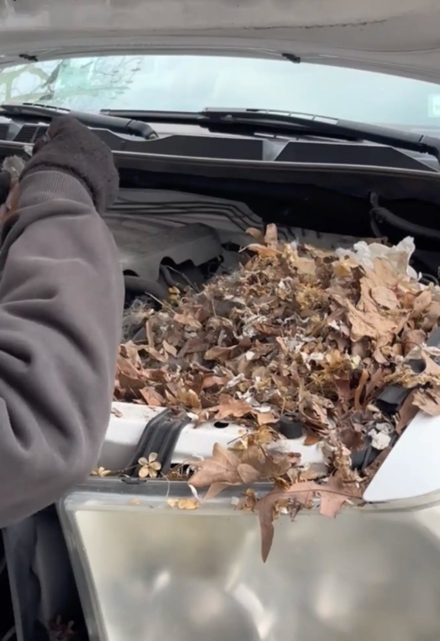 baby animals inside car engine