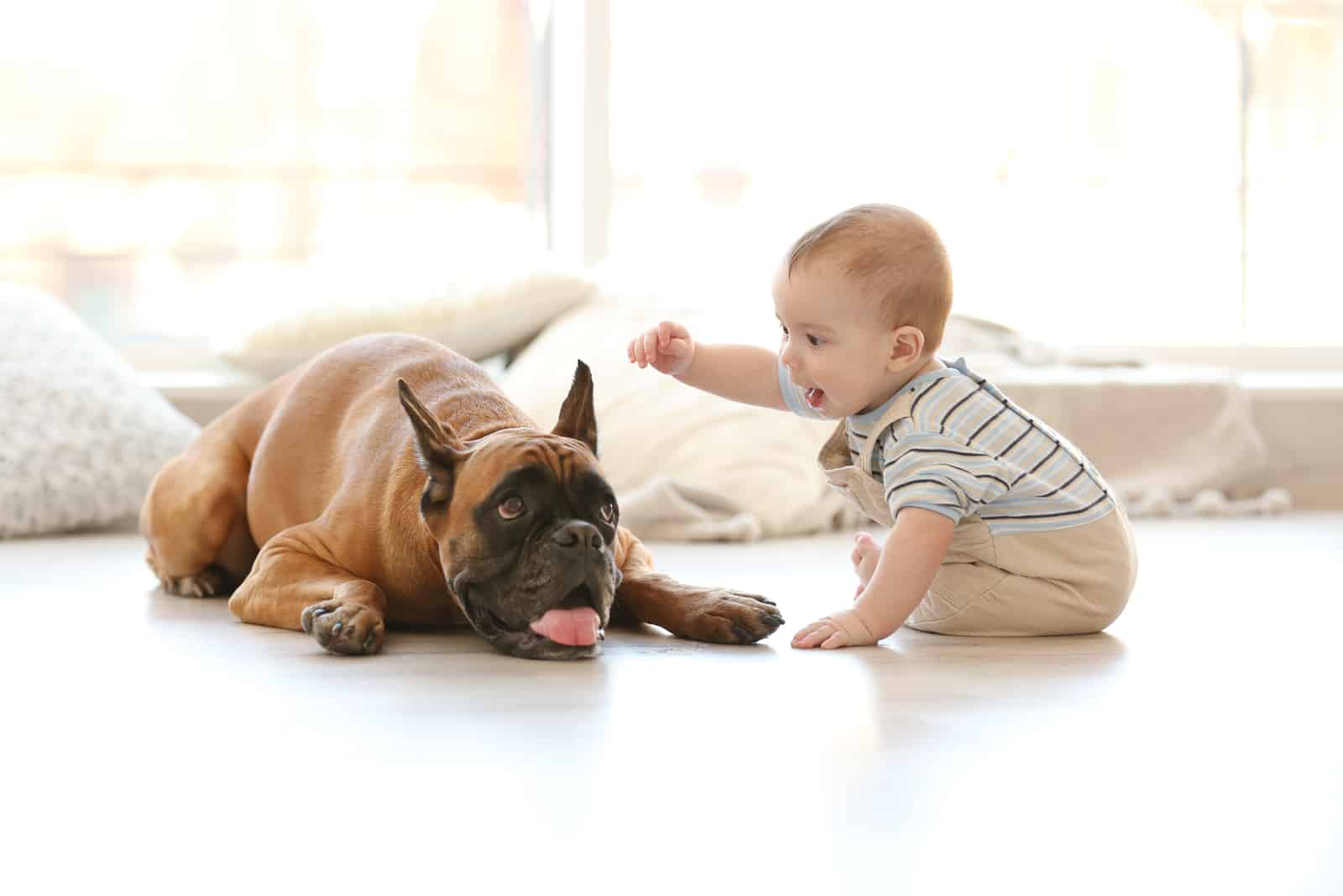 little baby boy with boxer dog on the floor at home