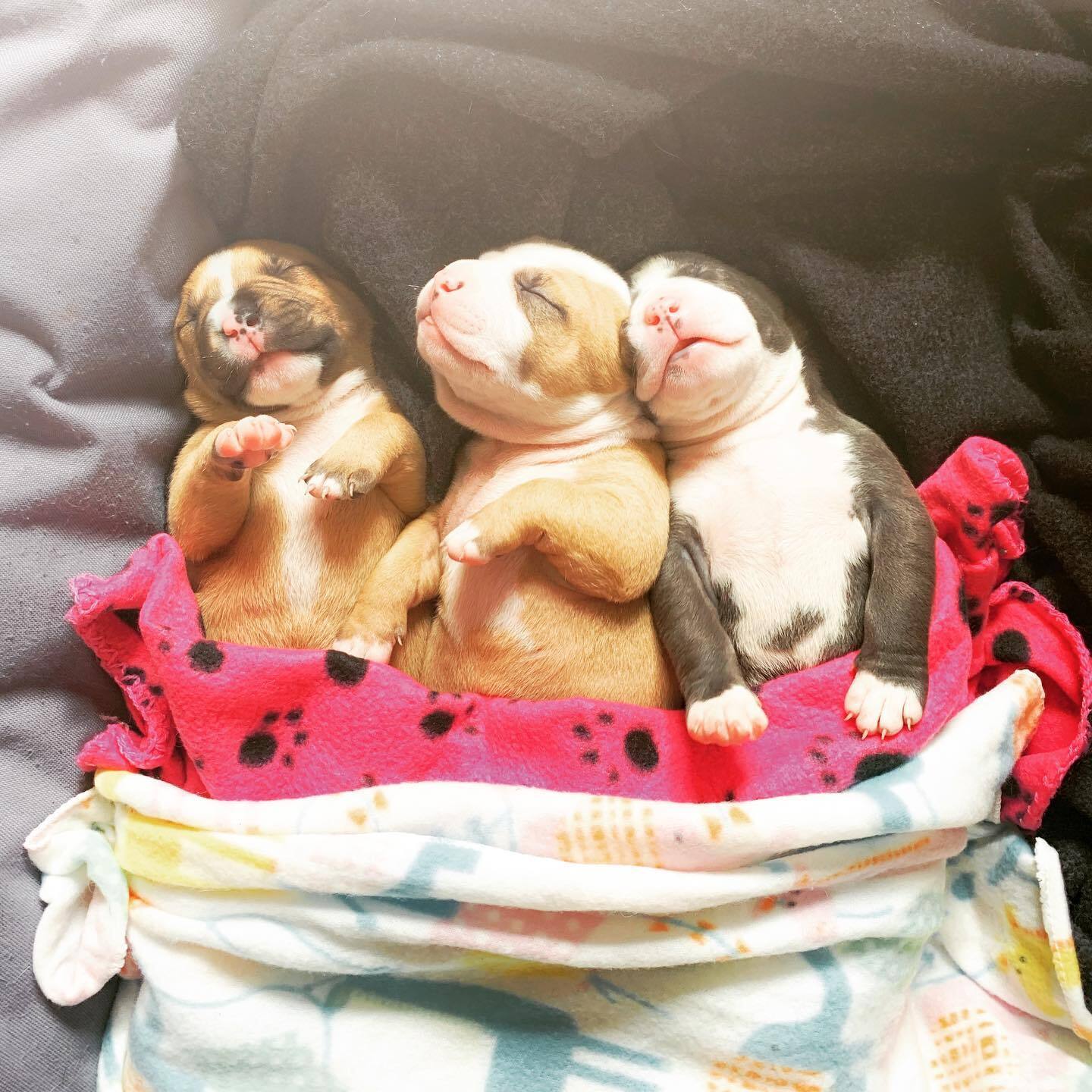 baby dogs sleeping