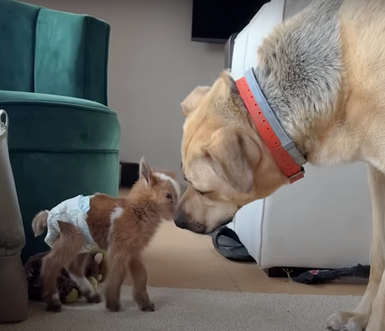 baby goat and dog