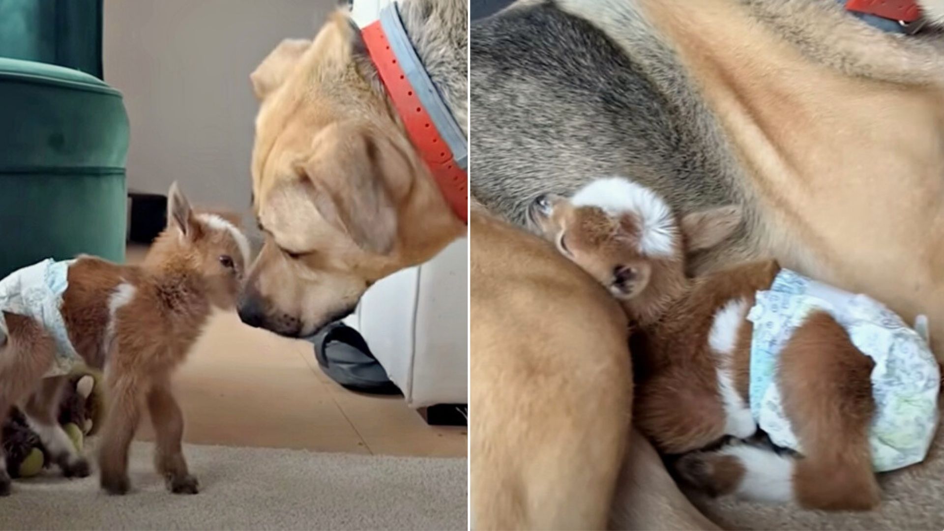 Baby Goat Meets Her New Dog Siblings And They Quickly Become Best Friends