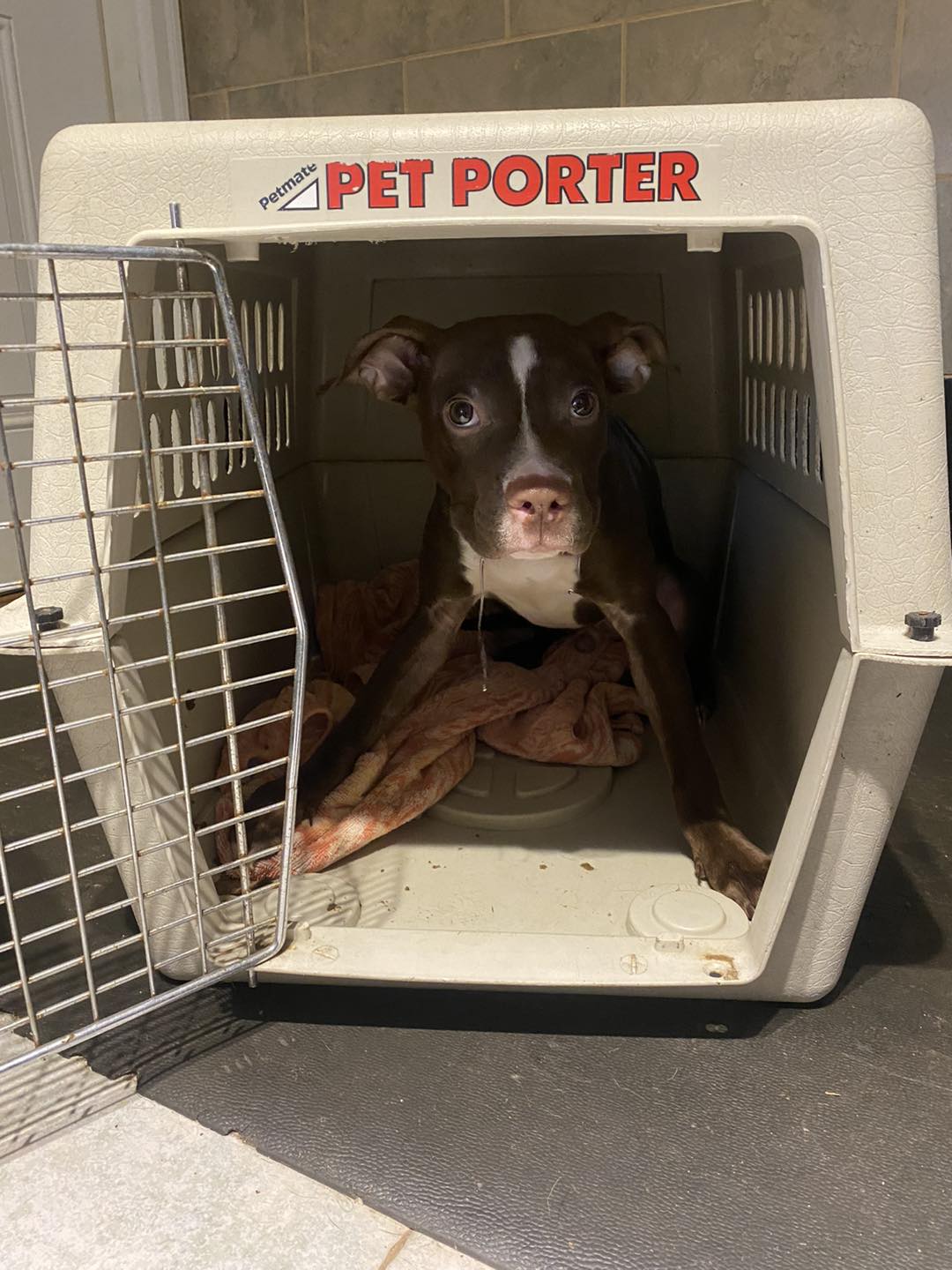 baby pit bull in the box